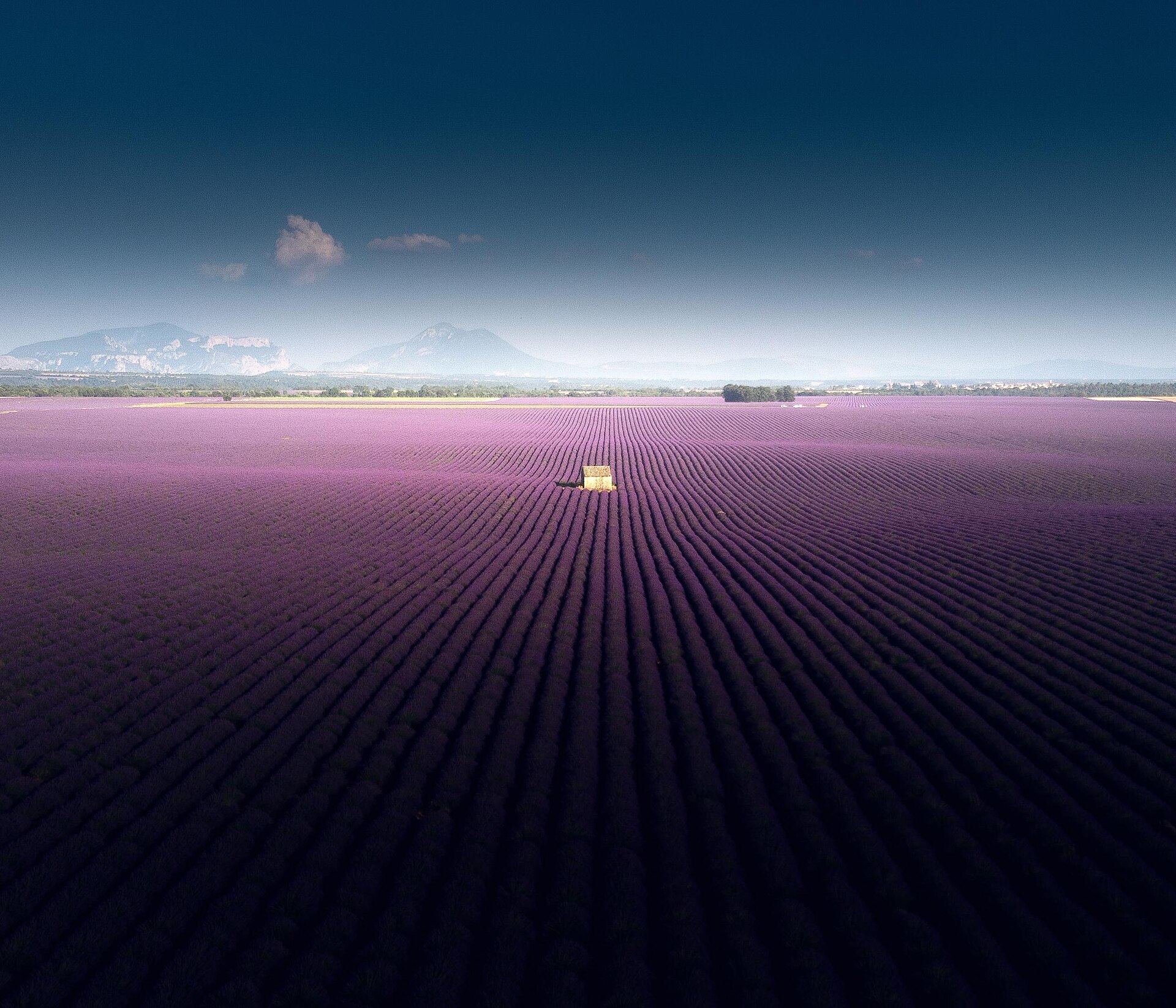 Levendulamezők Valensole-ban